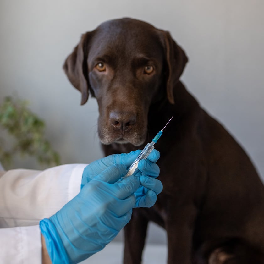 injection chien clinique vétérinaire