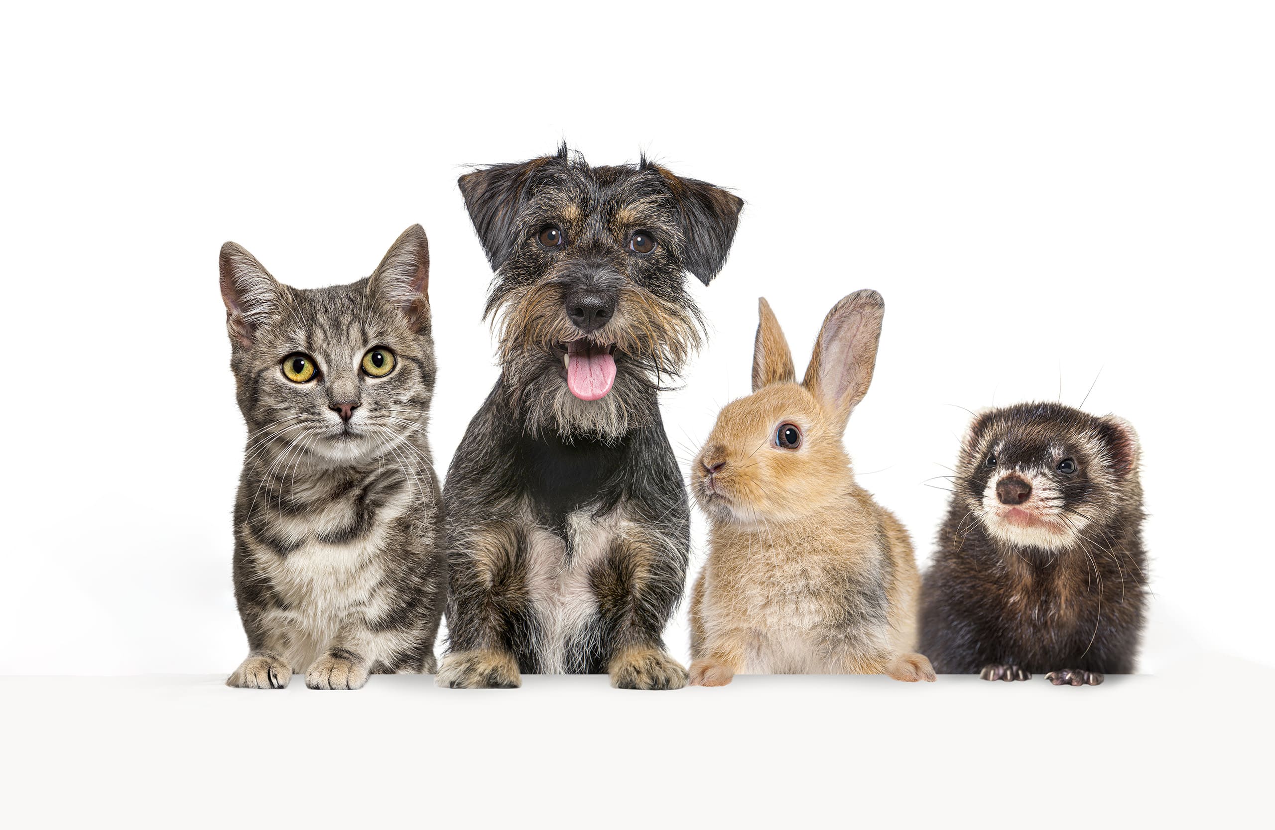 chiens, chats, lapins et furets vaccination dans le gard