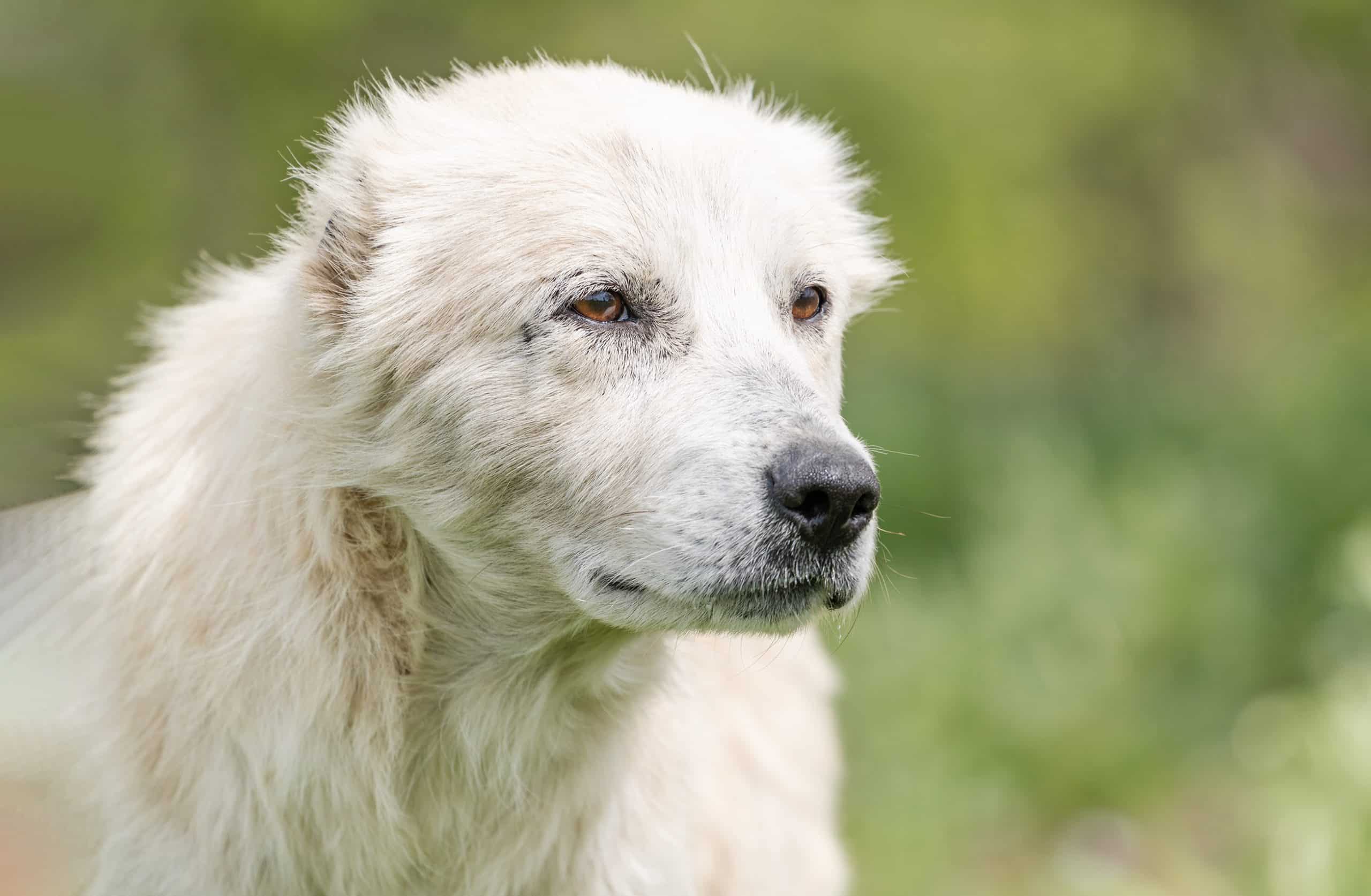 cardiologie sur un chien âgé dans le Gard