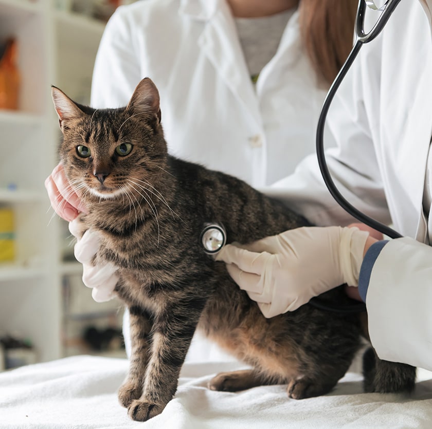 cardiologie sur un chat dans le Gard