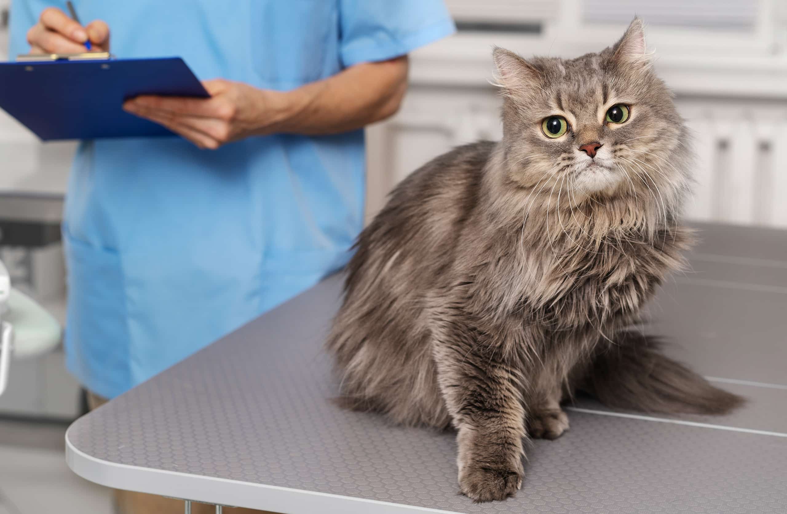 cardiologie avant anesthésie sur un chat dans le Gard
