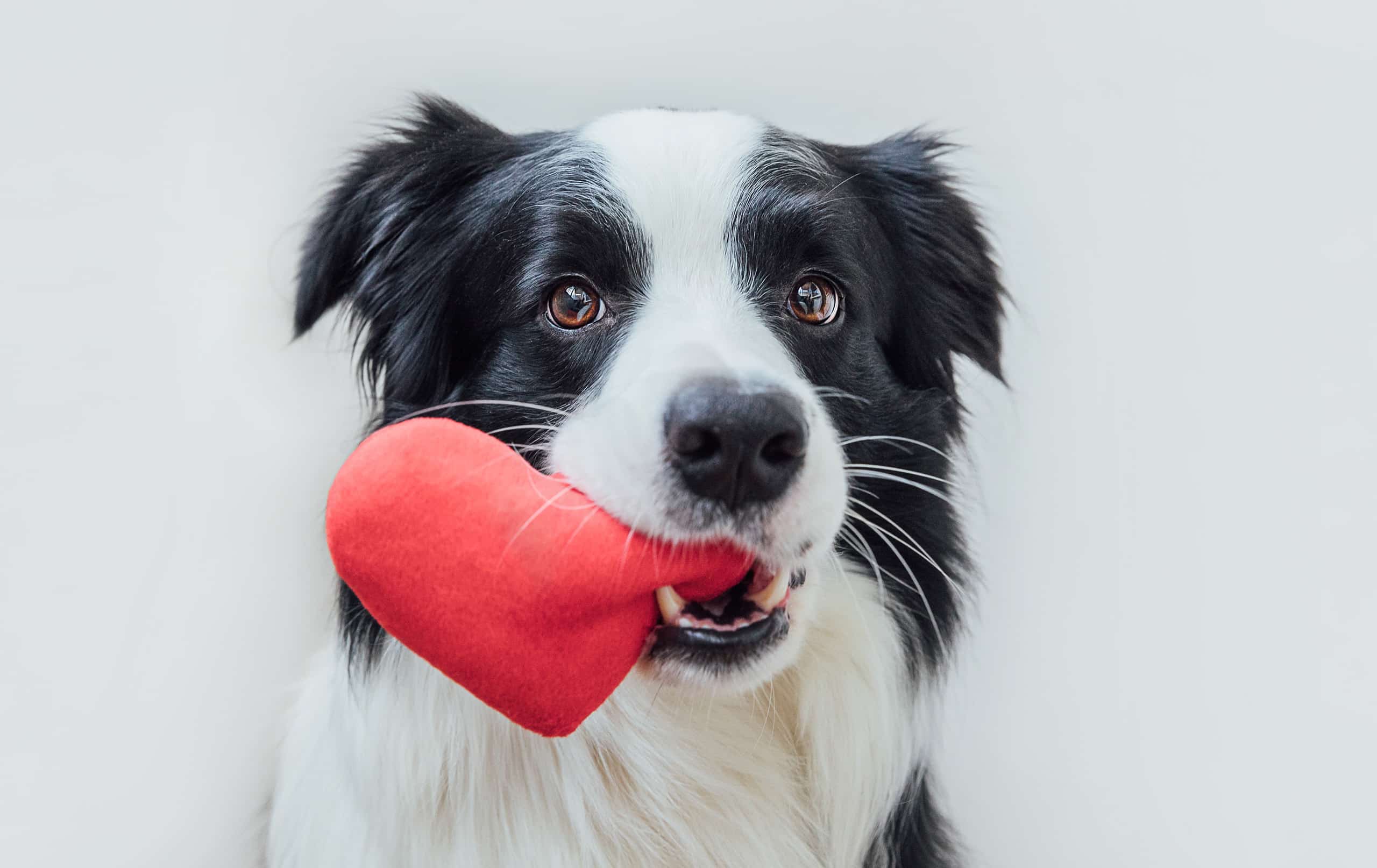 cardiologie sur un chien dans le Gard