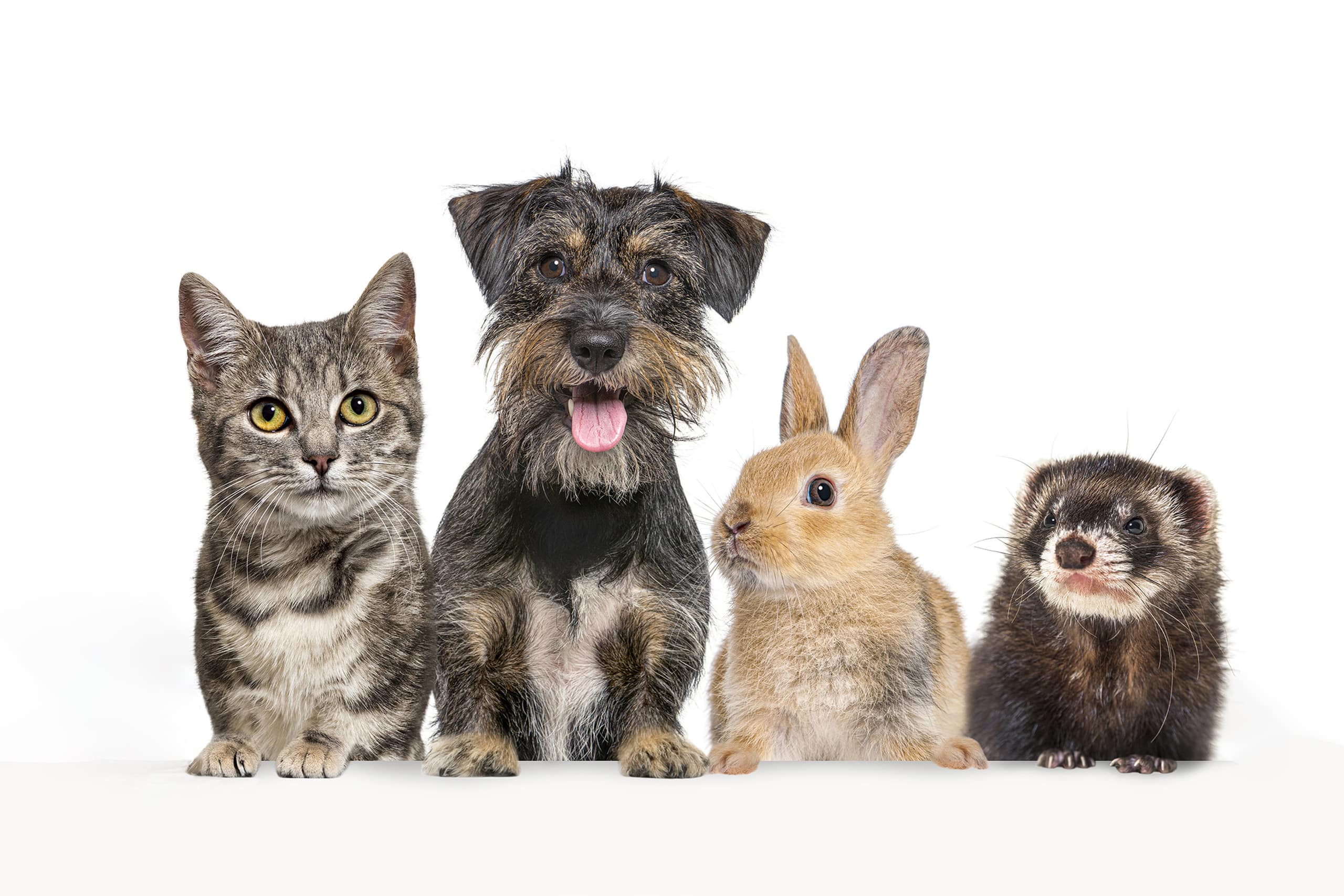 chiens, chats, lapins et furets vaccination dans le gard