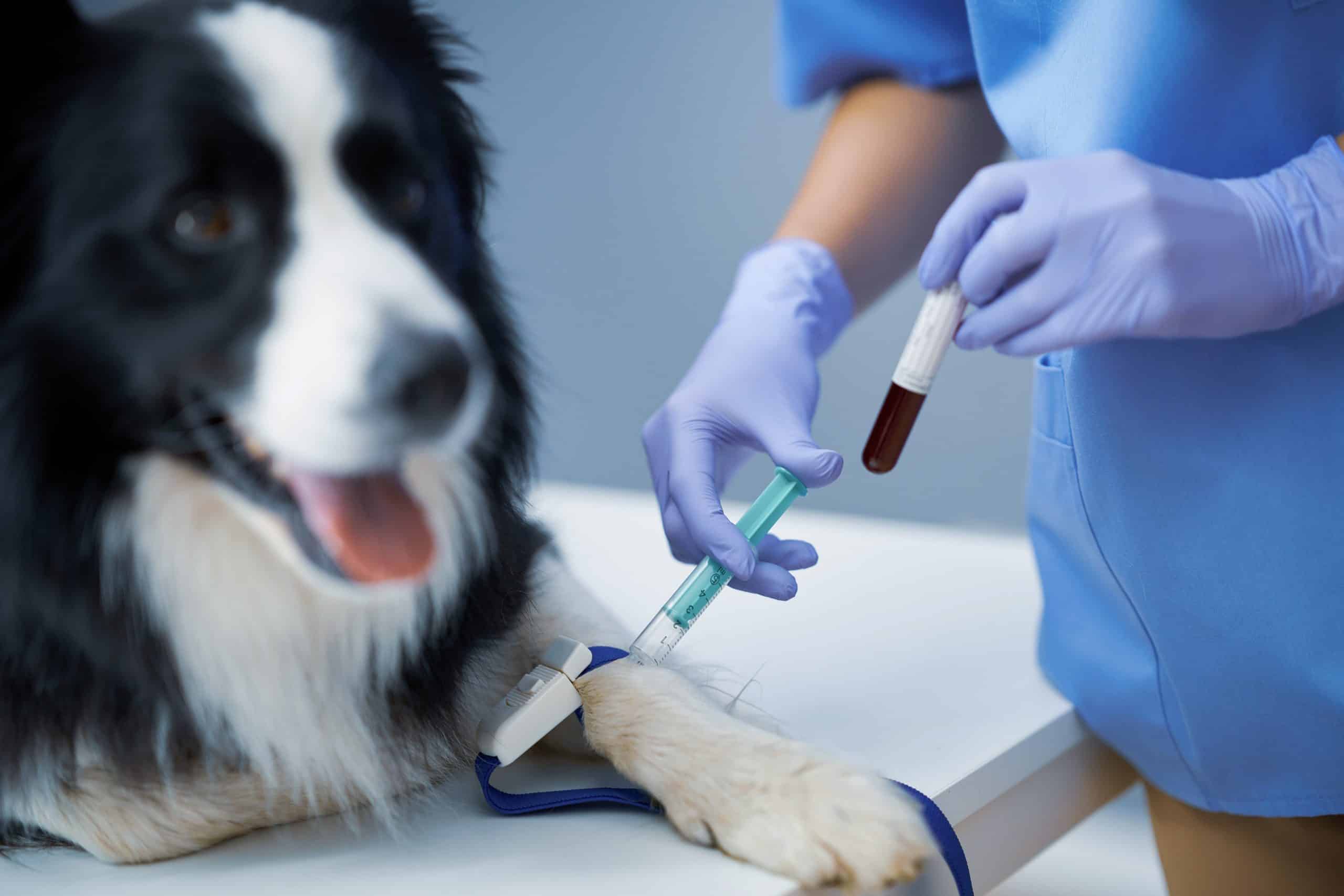 analyses sang chien clinique vétérinaire dans le gard