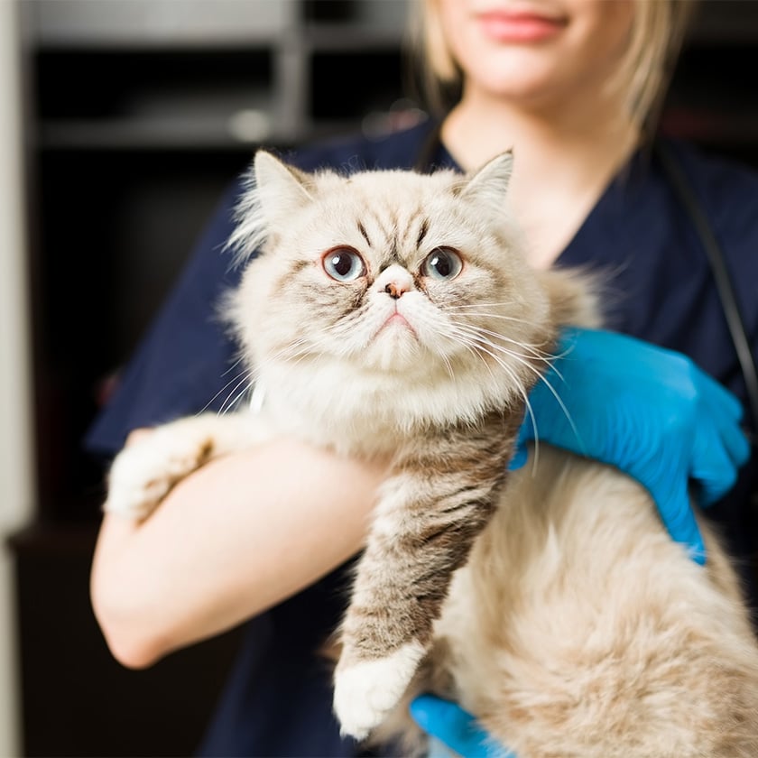 cancérologie sur un chat dans le Gard